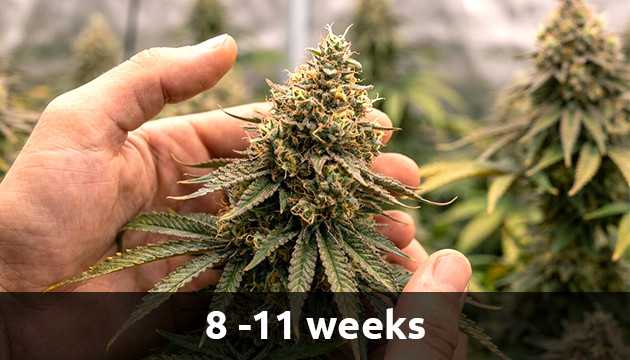 Cannabis plant on flowering mature marijuana plant