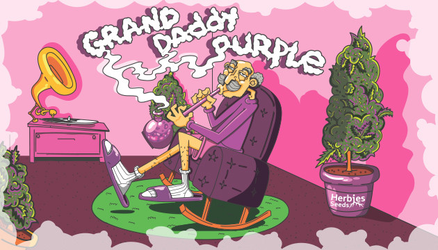 compra las mejores variedades de Granddaddy Purple