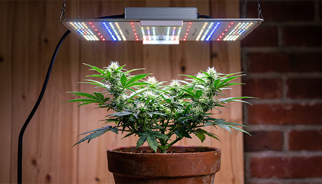 autoflowering marijuana