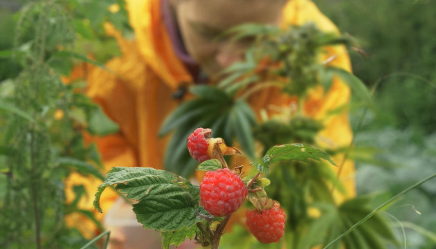 cultiver de la marijuana dans les bois