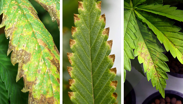 wie man Cannabis-Kalium-Mangel behebt