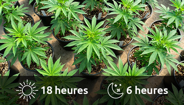 eclairage croissance cannabis