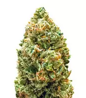 Monster Bruce Banner Auto feminized seeds for sale: information and reviews Monster Bruce Banner Auto (Monster Genetics)