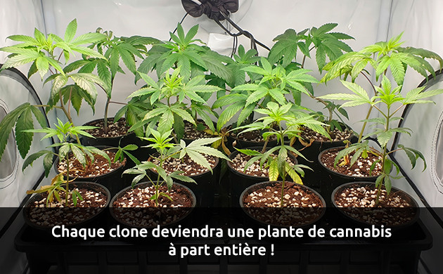 Transplanter vos clones comment cloner du cannabis à autofloraison