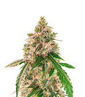 Wedding Cake Autoflower feminized seeds for sale Wedding Cake Autoflower (EGS)