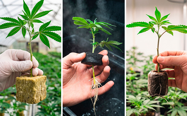 how to clone cannabis