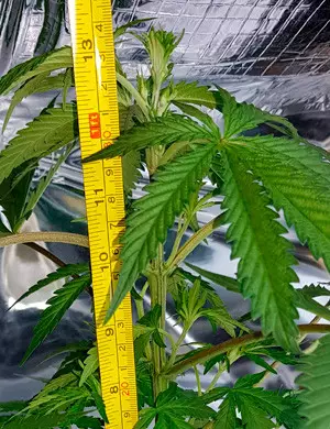 Gorilla Zkittlez late veg stage