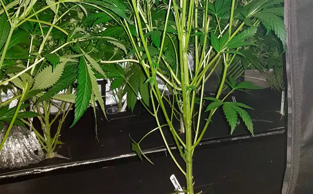 Gorilla Zkittlez late vegetation