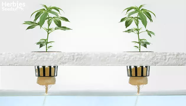 how to achieve best yields in hydro