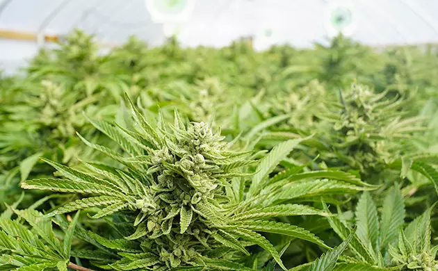 cannabis en floraison