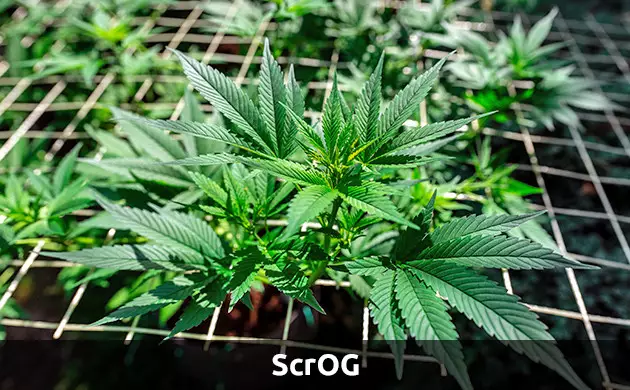 la culture scrog