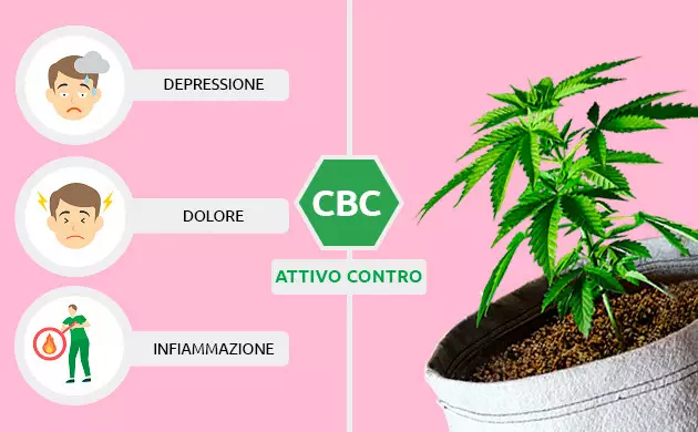 cbc