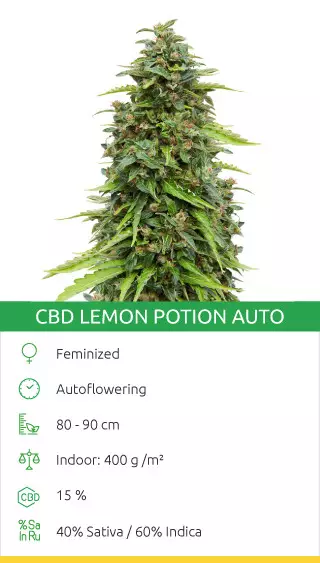 high cbd strains list