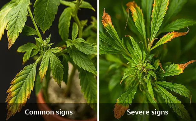 signs and symptoms of boron deficiency