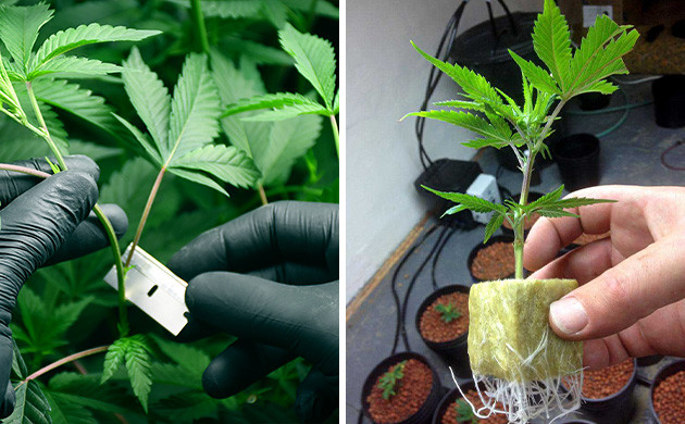 Comment cultiver votre propre Bonsaï de cannabis : guide étape par