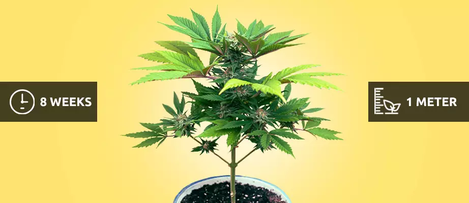 Fast Flowering cannabis strains