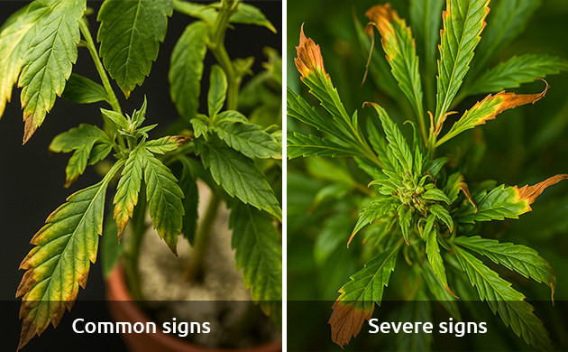 signs and symptoms of boron deficiency