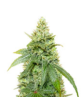 Gummy Skunk Fast Version feminized seeds for sale Gummy Skunk Fast Version (EGS)