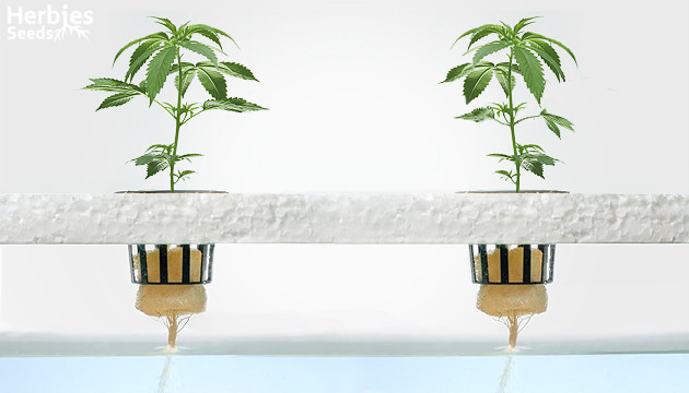 Benefits Of Hydroponics