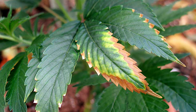 Kaliummangel in Cannabispflanzen