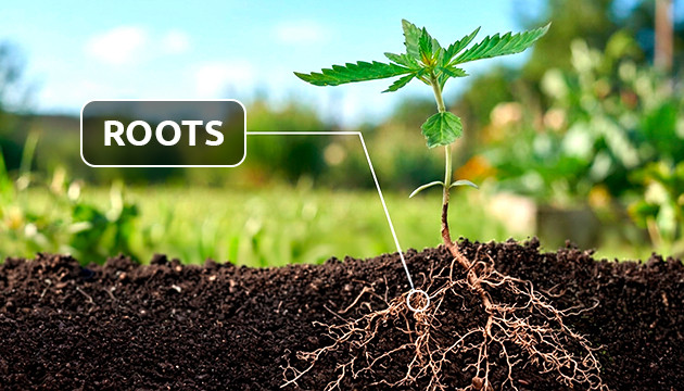 marijuana plant anatomy