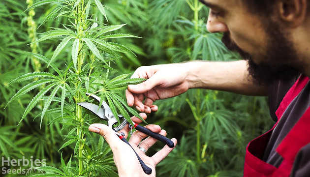 défoliation pendant la floraison