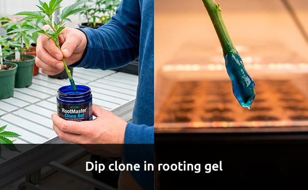 Dip clone in rooting gel how long for a clone to root