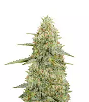 Buy Sugar Black Rose feminized seeds by Delicious Seeds Sugar Black Rose (Delicious Seeds)