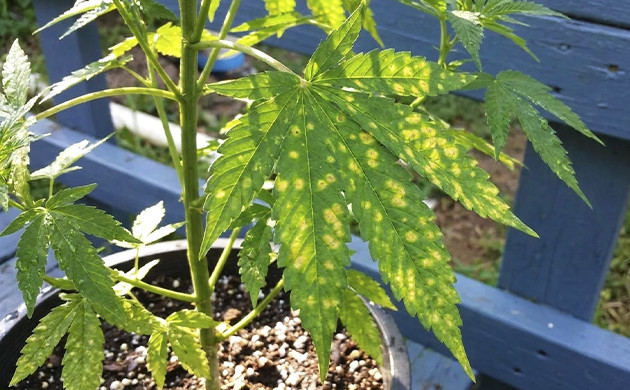 What are those yellow circles? marijuana growing problems