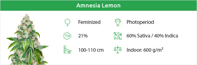 Amnesia Lemon free seeds