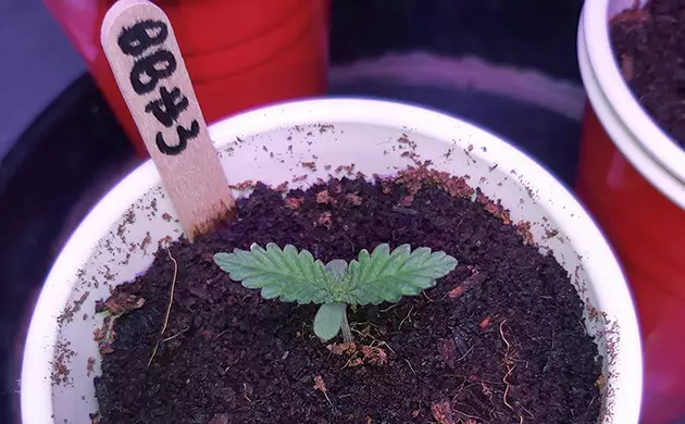 bruce banner #3 by oss grow report