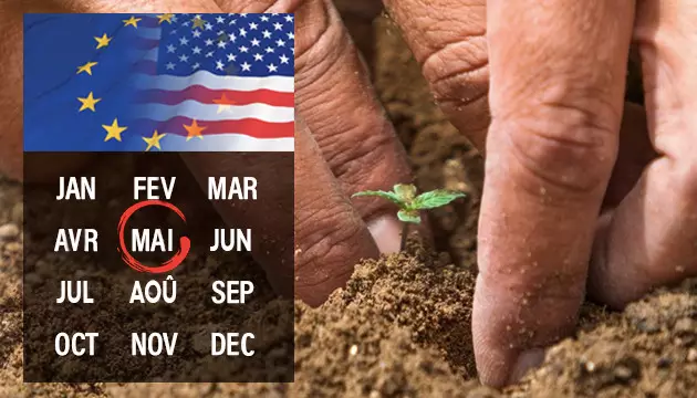 when to plant weed outside