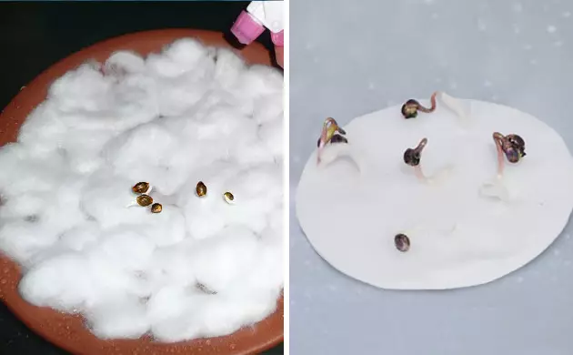  germinar semillas de marihuana en tierra