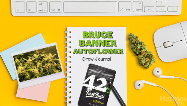 Bruce Banner Autoflower Grow Report