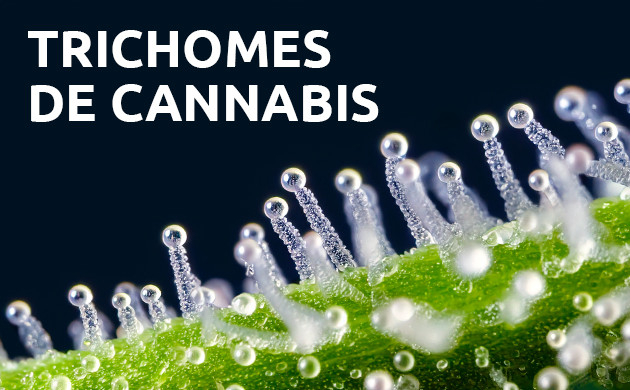 cannabis trichomes