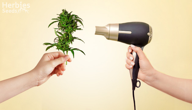 How to dry weed