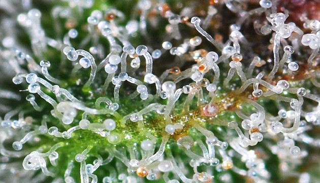 Trichomes soumis à une contrainte thermique