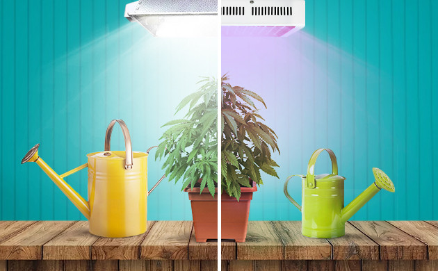 cultivo de cannabis con LED