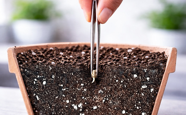 plant the seeds hydrogen peroxide germinating seeds