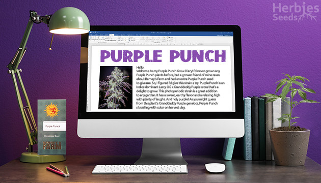 Purple Punch grow diary