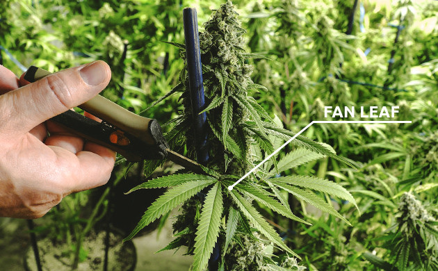 A Helpful Guide on How to Trim Weed the Right Way