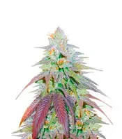 Orange Bud (Herbies Seeds)