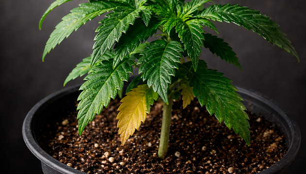 cannabis light stress symptoms