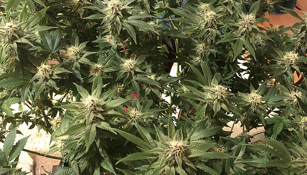 weed flowering stage