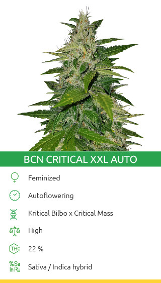 BCN Critical XXL Autoflower cannabis strain