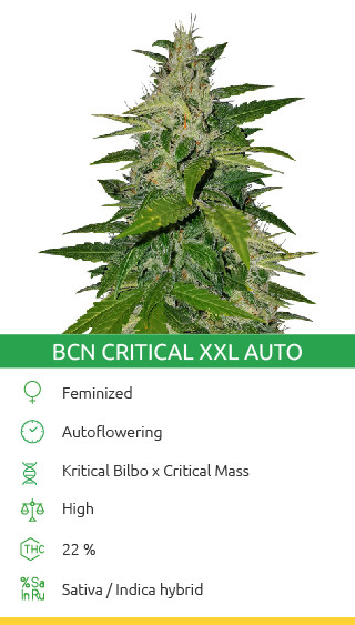 Variété de cannabis BCN Critical XXL Autoflower