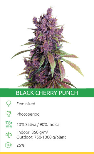 black cherry punch canabis seeds