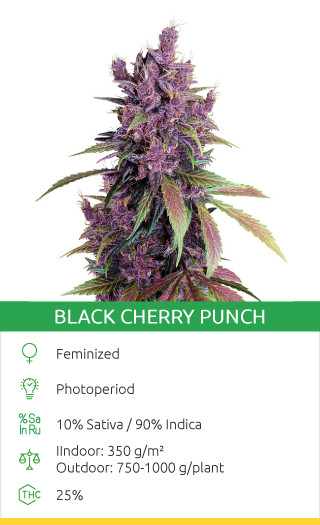 graines de canabis black cherry punch