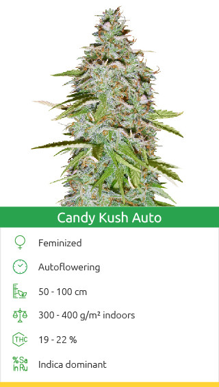 candy kush auto variété de cannabis