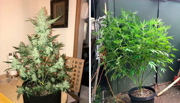 autoflower won't flower